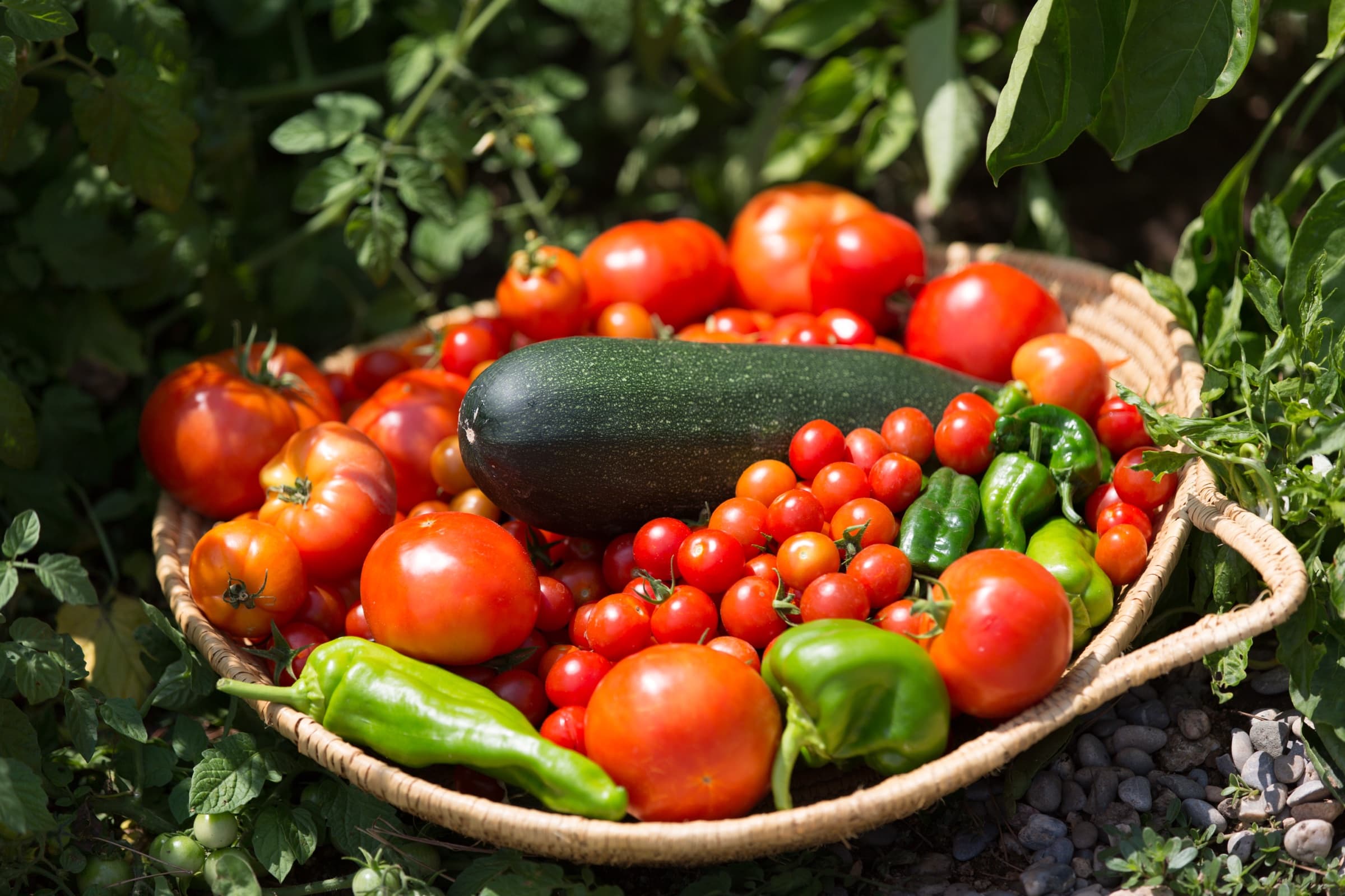 From the vegetable garden